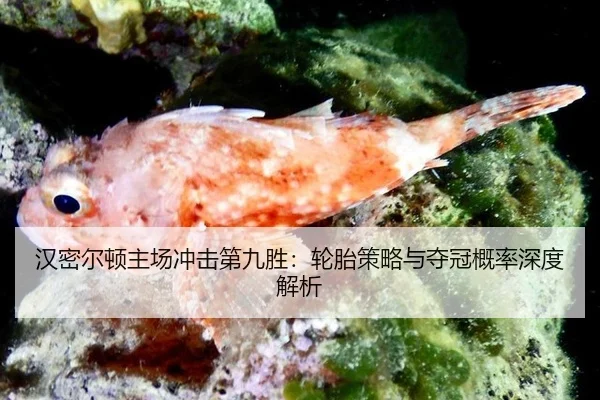 han-mi-er-dun-zhu-chang-chong-ji-di-jiu-sheng-lun-tai-ce-lve-yu-duo-guan-gai-lv-shen-du-jie-xi-2-835.jpg